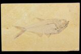 Detailed, Diplomystus Fossil Fish - Wyoming #79988-1